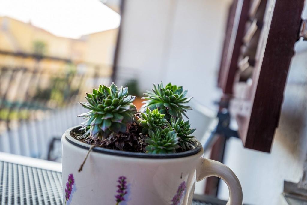 Apartment Pifar Medulin Dış mekan fotoğraf